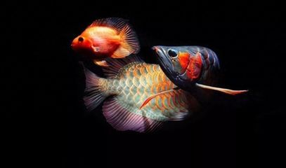 龍魚混養打架不吃東西怎么回事：龍魚混養打架不吃東西怎么辦