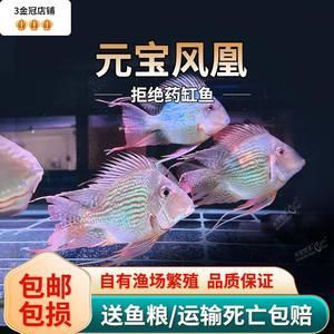 元寶鯽混養(yǎng)注意事項：元寶鯽混養(yǎng)與哪些魚種相容元寶鯽混養(yǎng)與哪些魚種相容