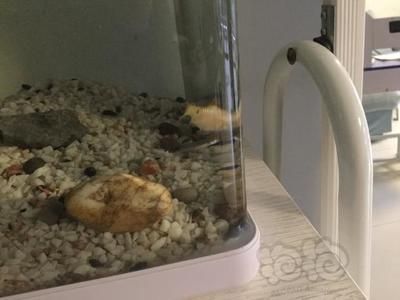 元寶鯽混養(yǎng)注意事項：元寶鯽混養(yǎng)與哪些魚種相容元寶鯽混養(yǎng)與哪些魚種相容