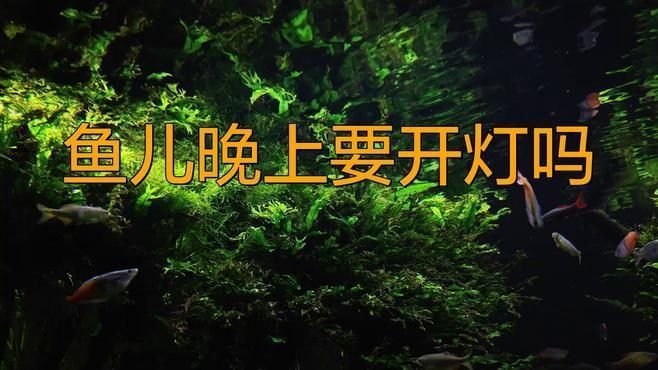 養魚為什么晚上要開燈