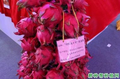 紅龍好不好：《紅龍魚在水族市場中的地位紅龍到底哪個出身更好