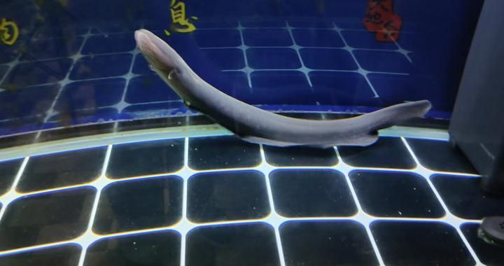 風水魚缸擺放高度（風水魚缸擺放高度多少合適）