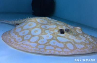 白子黑帝王魟魚（帝王魟魚飼養技巧，帝王魟魚市場價格趨勢）
