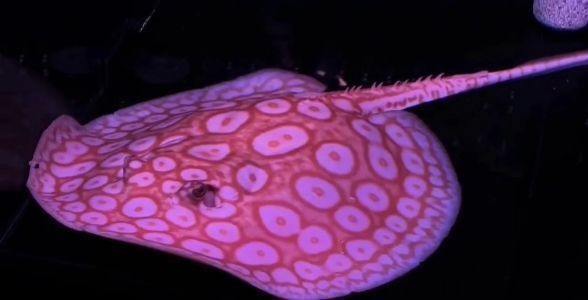 白子黑帝王魟魚（帝王魟魚飼養技巧，帝王魟魚市場價格趨勢）