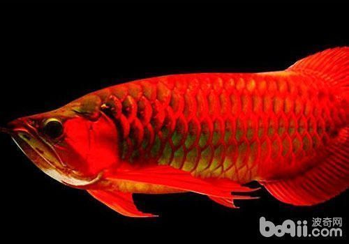 紅龍魚的壽命多長時間（關于紅龍魚壽命的一些詳細信息）