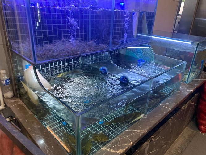 虎皮恐龍魚如何養才活久一點