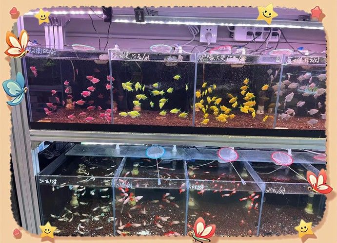 虎皮恐龍魚如何養才活久一點