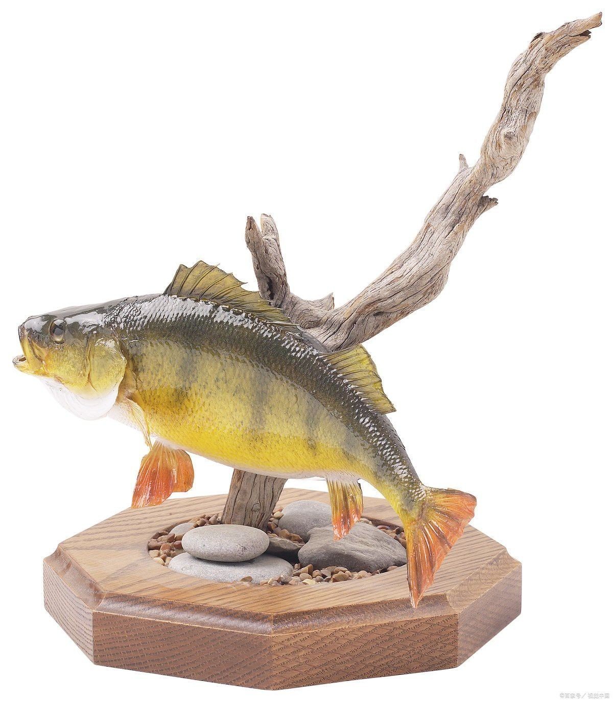 虎皮恐龍魚如何養才活久一點