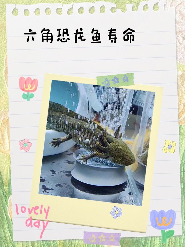 虎皮恐龍魚如何養才活久一點