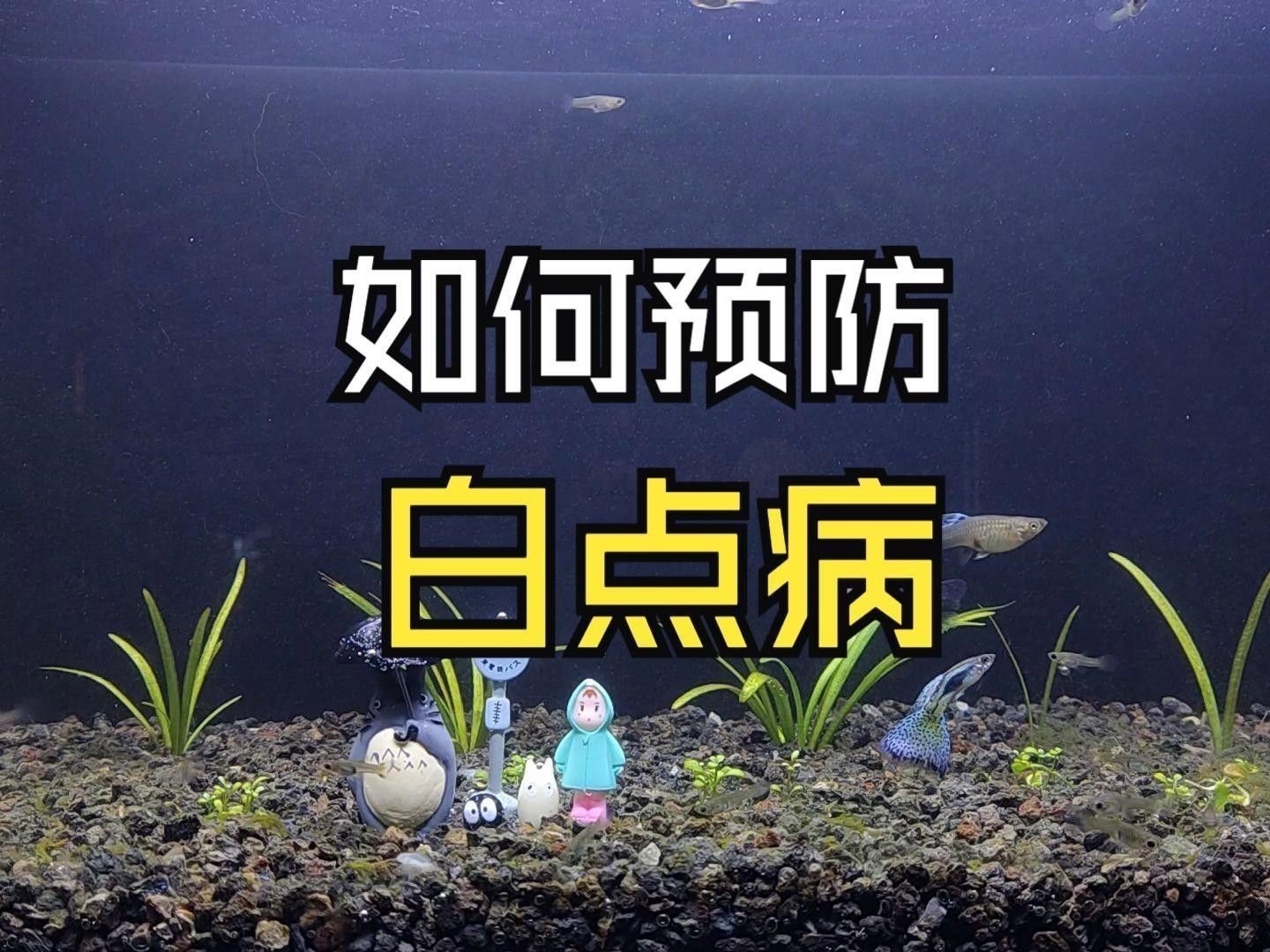 如何預防紅龍魚白點病