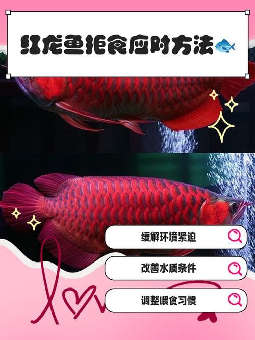 如何預防紅龍魚白點病