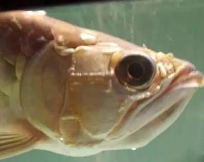 龍魚新入缸不開口下鹽：龍魚新入缸不開口下鹽是否下鹽，沒有必要額外添加海鹽