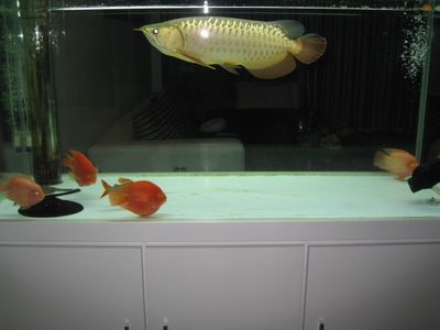 金龍魚的飼養方法環境：金龍魚的飼養方式環境