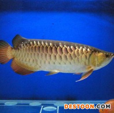 金龍魚分公母嗎怎么分：金龍魚分公母嗎？