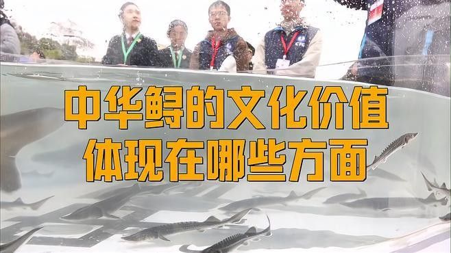 鱘龍魚品牌