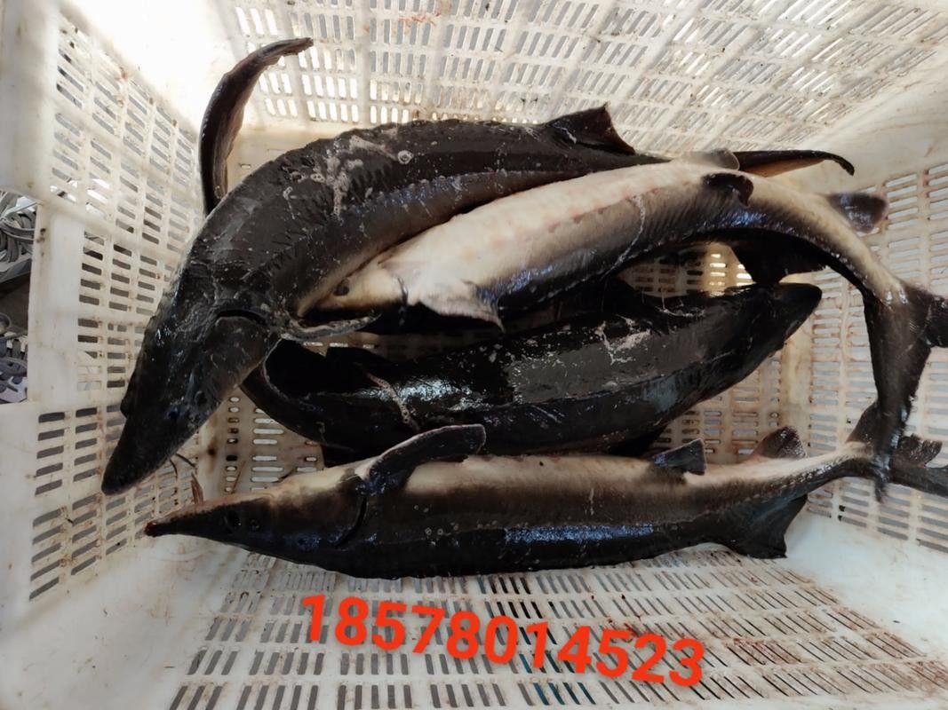 鱘龍魚品牌
