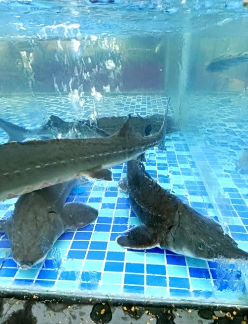 鱘龍魚品牌