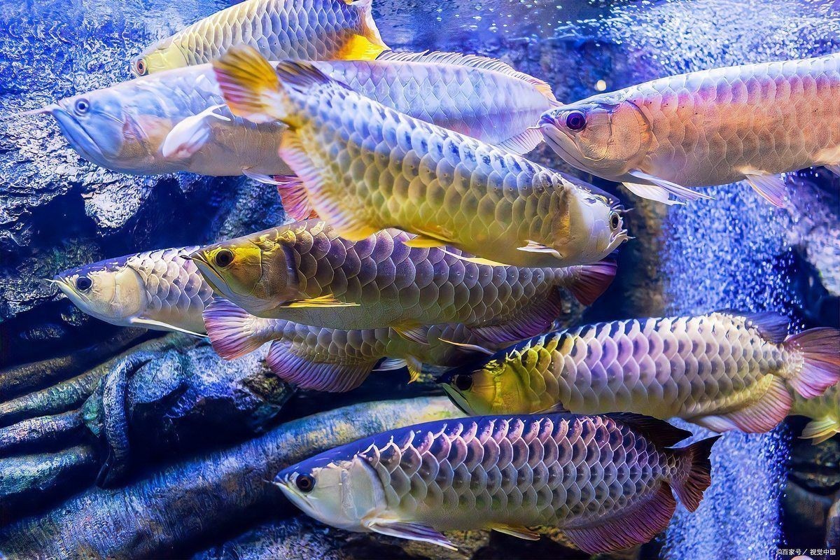 龍魚在風水中的寓意