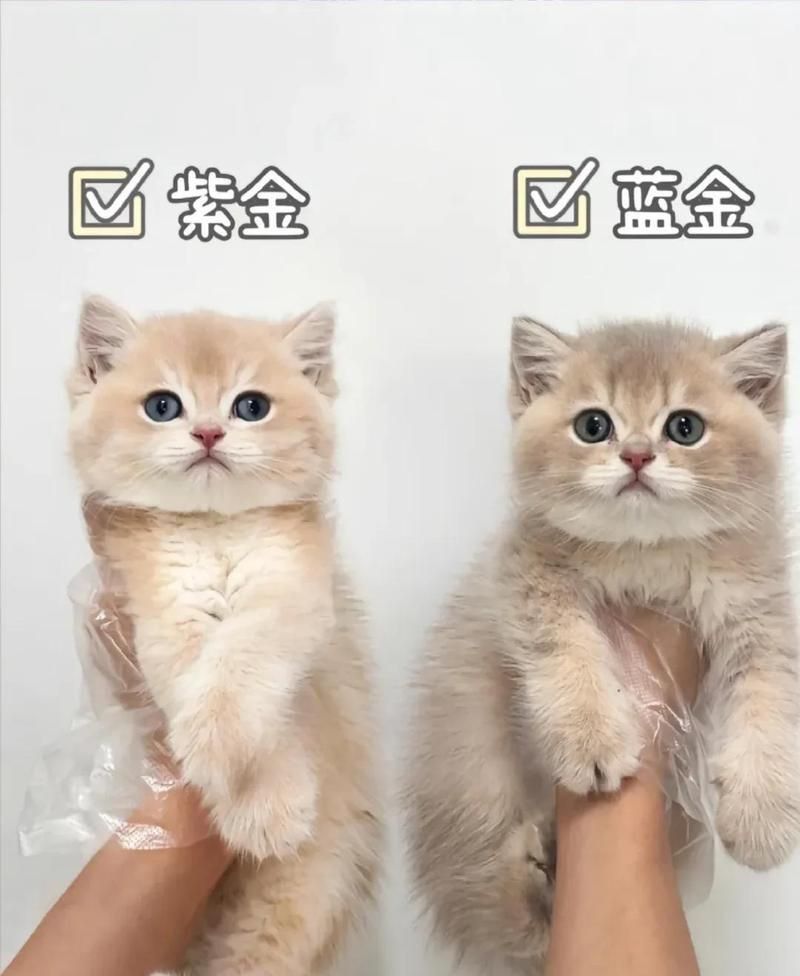 金貓魚最稀有三個顏色