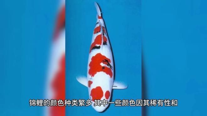 金貓魚最稀有三個顏色