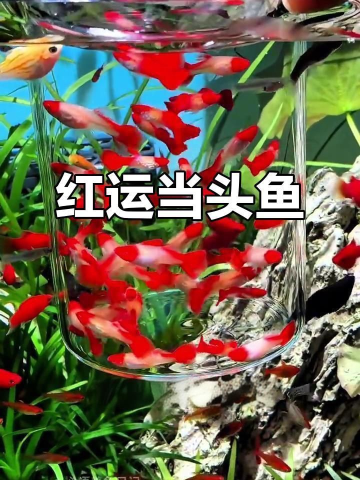 孔雀魚招財最厲害的顏色