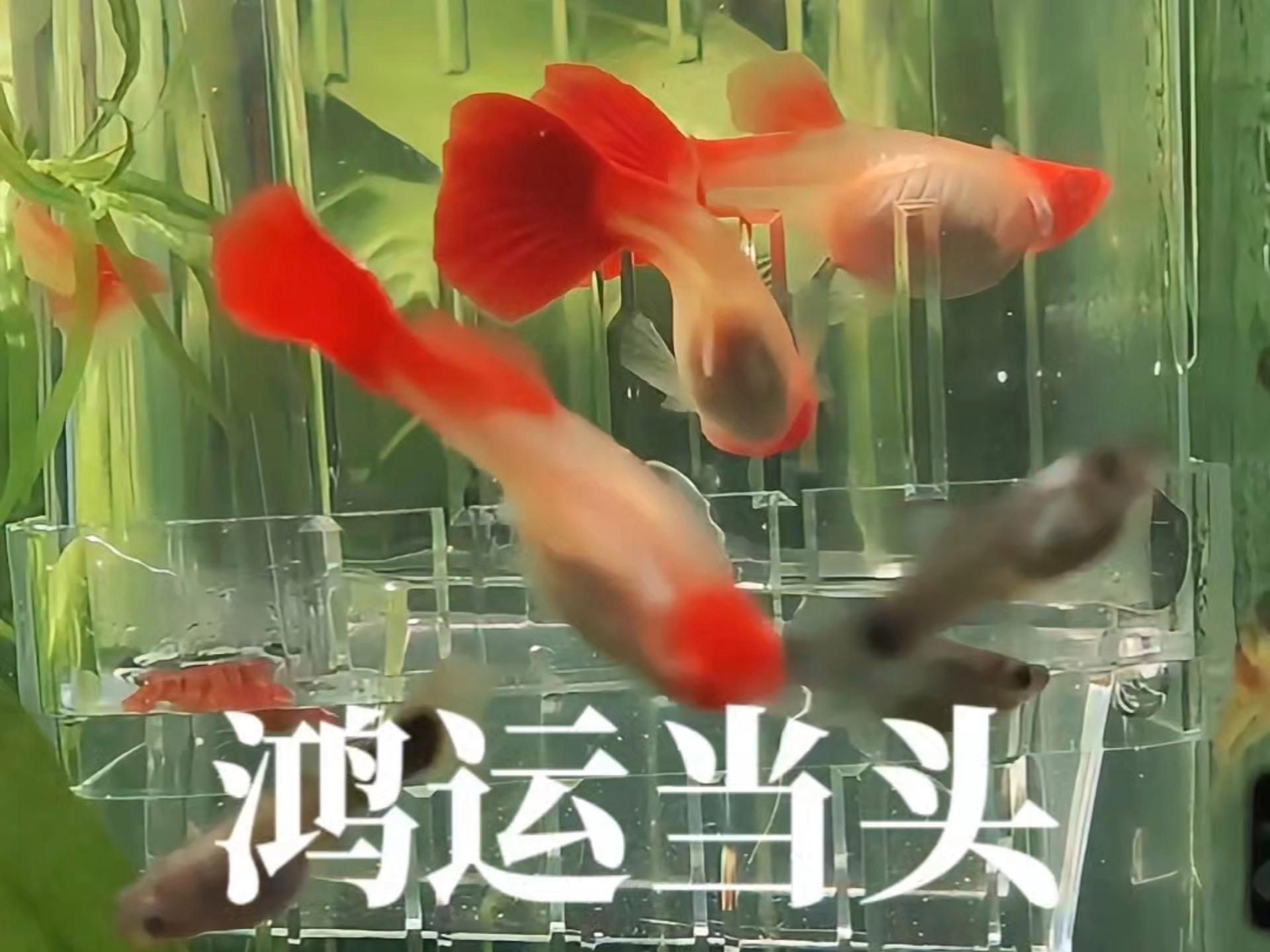 孔雀魚招財最厲害的顏色