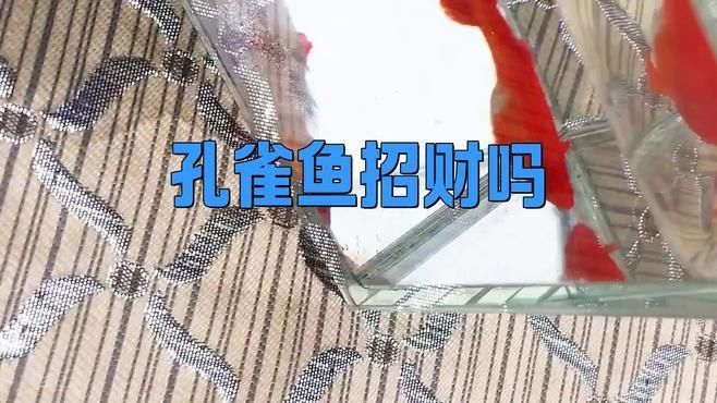 孔雀魚招財最厲害的顏色