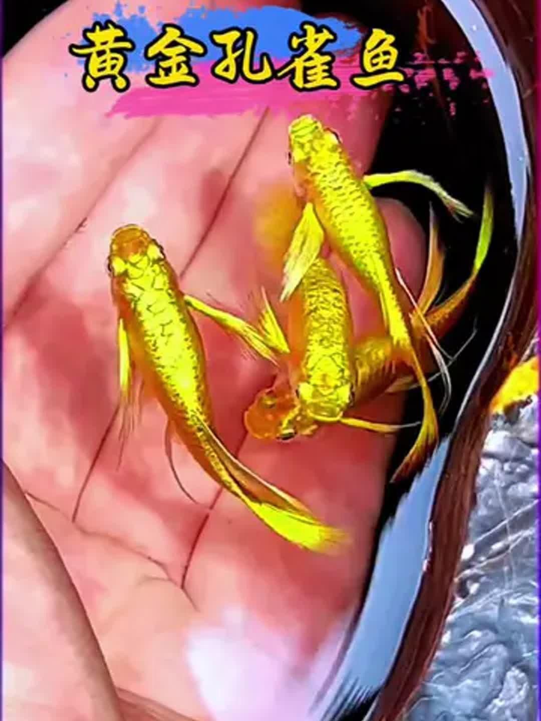 孔雀魚招財最厲害的顏色