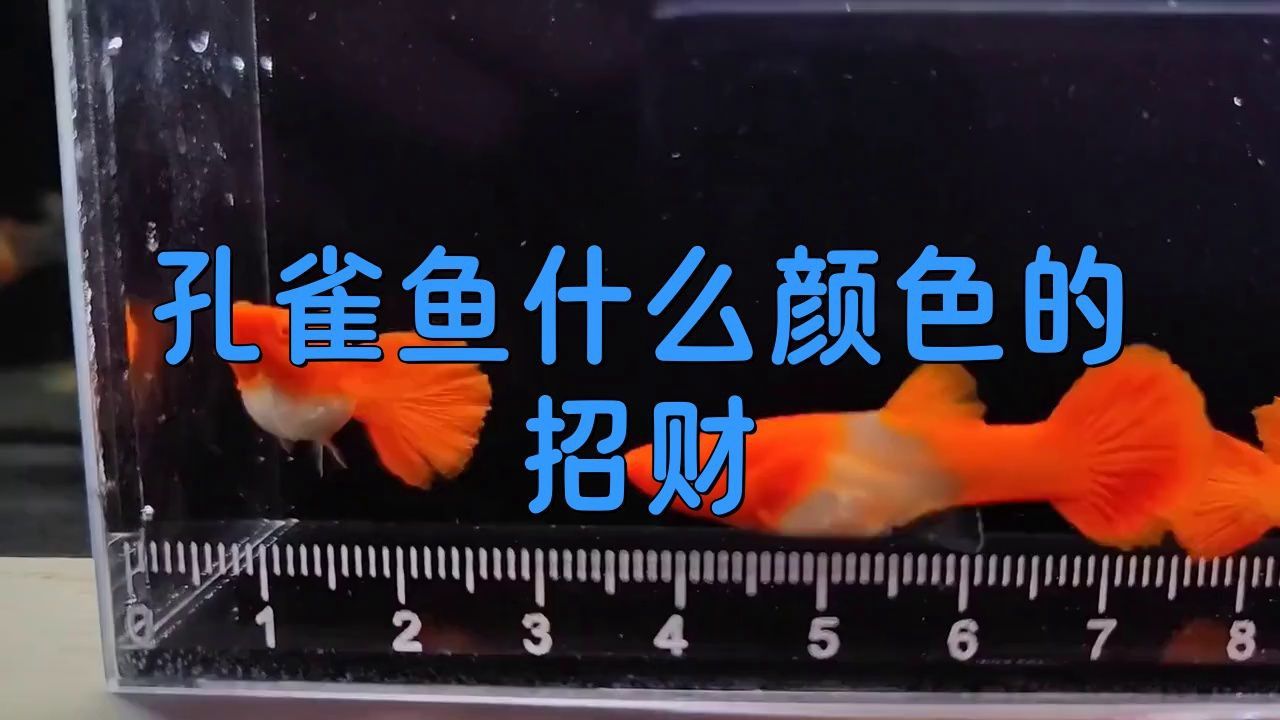 孔雀魚招財最厲害的顏色