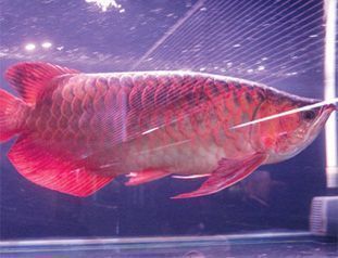 紅龍魚養一條好（紅龍魚怎么養紅龍魚價格及圖片欣賞紅龍魚的正確飼養方法）