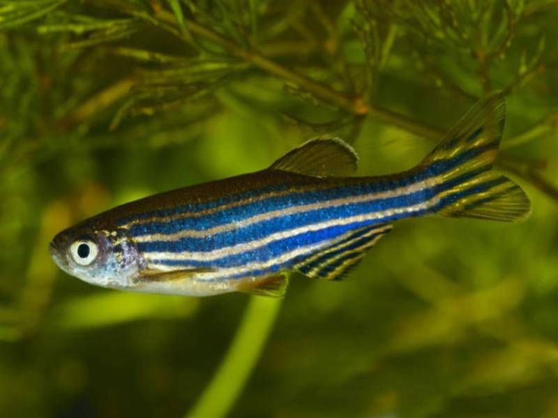 金魚藻會跟魚搶氧氣嗎