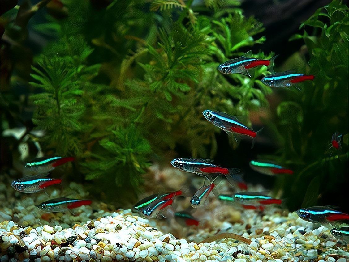 金魚藻會跟魚搶氧氣嗎