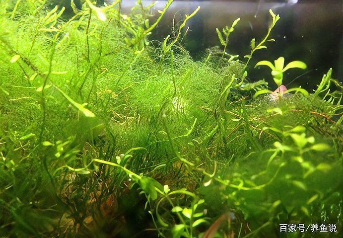 金魚藻會跟魚搶氧氣嗎