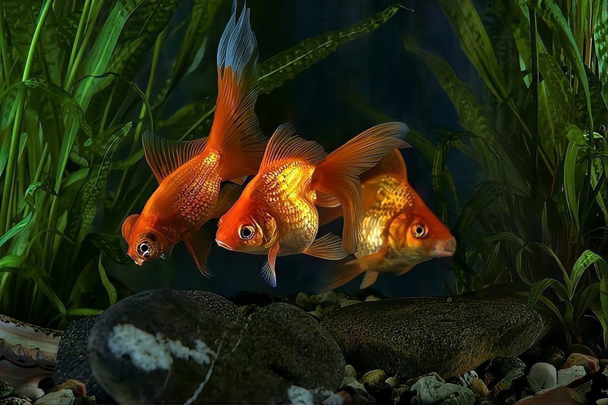 金魚藻會跟魚搶氧氣嗎