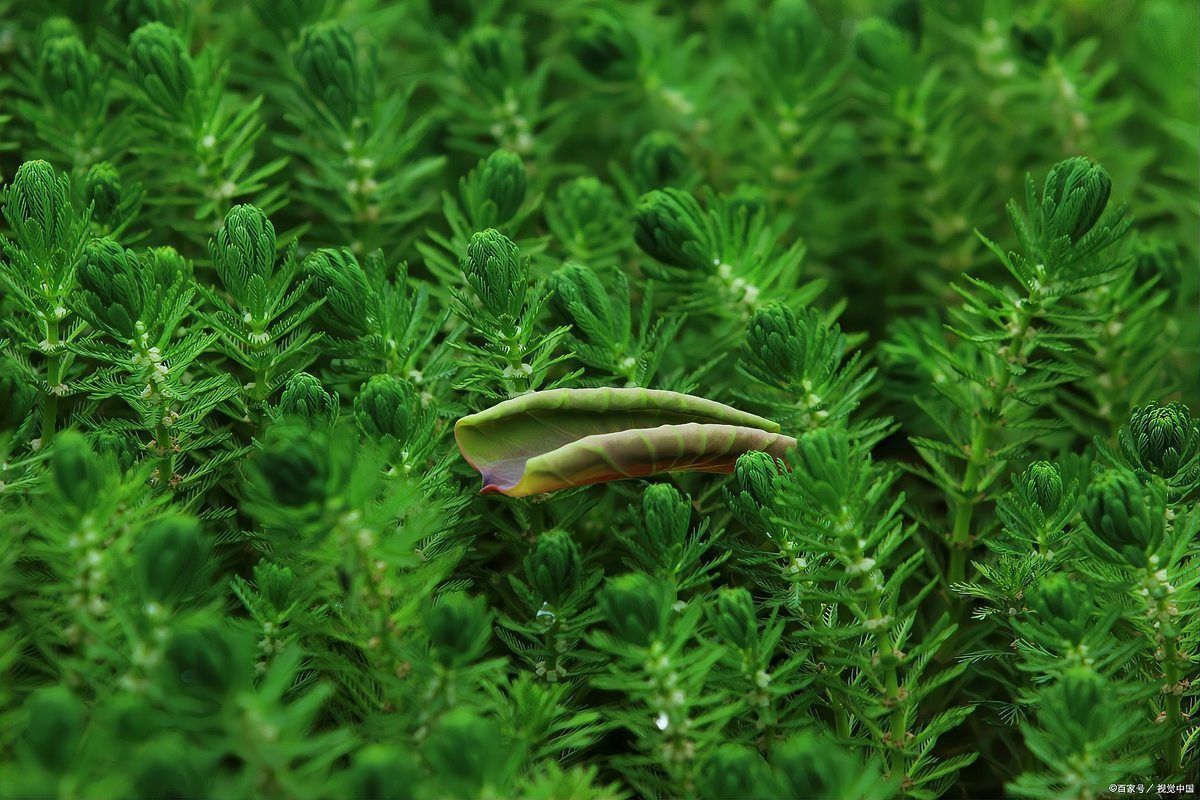 金魚藻會跟魚搶氧氣嗎