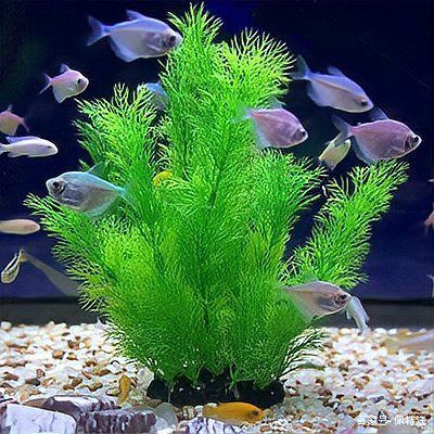 金魚藻會跟魚搶氧氣嗎