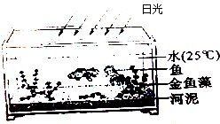 金魚藻會跟魚搶氧氣嗎
