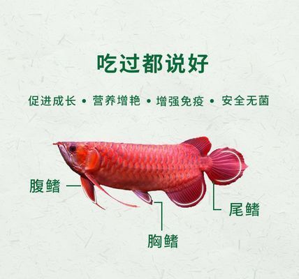 紅龍魚增色食物有哪些：紅龍魚增色食物搭配技巧 紅龍魚增色食物有哪些：紅龍魚增色食物搭配技巧 龍魚百科 第4張