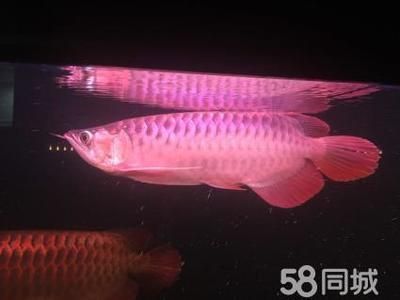 金龍魚翹頭的好不好【金龍魚翹頭好不好】
