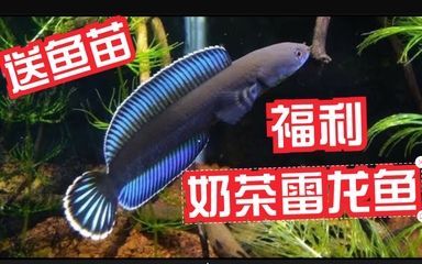 奶茶雷龍魚配對方法是一項需要耐心和專業(yè)知識的過程：奶茶雷龍魚的配對方法 奶茶雷龍魚配對方法是一項需要耐心和專業(yè)知識的過程：奶茶雷龍魚的配對方法 龍魚百科 第2張