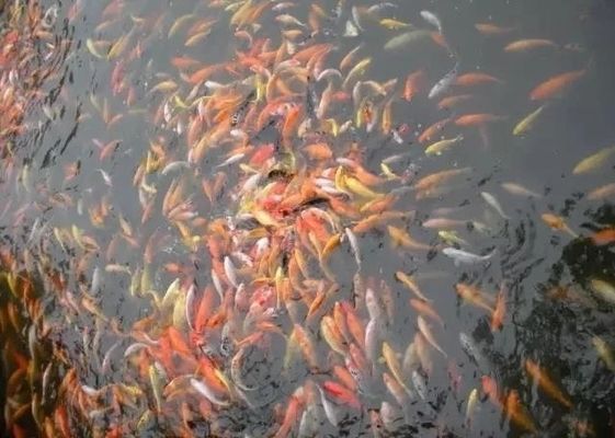 藍背金龍魚多少錢：藍背金龍魚多大才發色快？揭秘最佳發色時機與飼養技巧