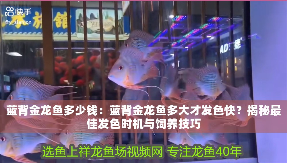 藍背金龍魚多少錢：藍背金龍魚多大才發(fā)色快？揭秘最佳發(fā)色時機與飼養(yǎng)技巧