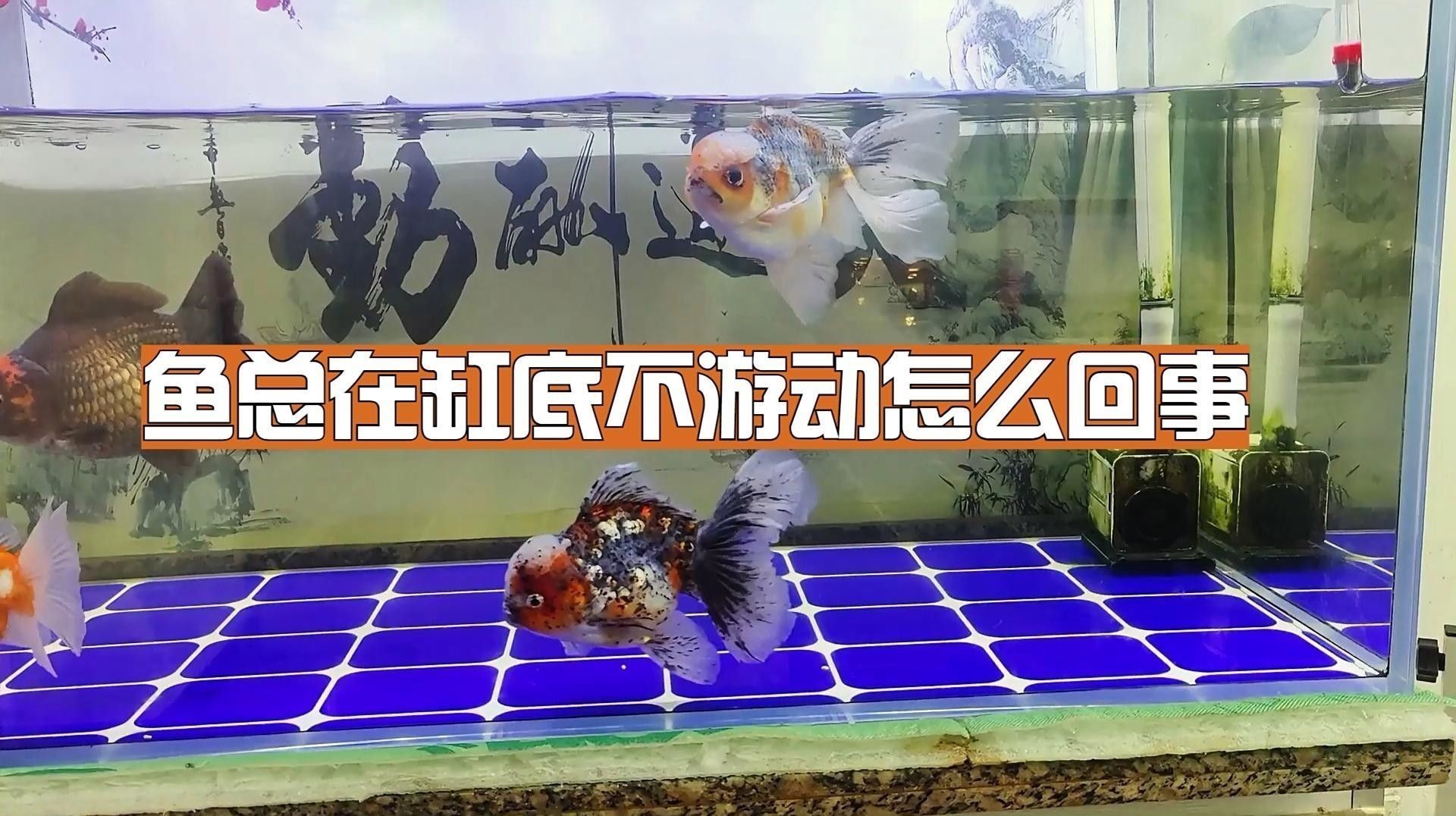 龍魚魚缸品牌十大排名榜（品龍魚魚缸品牌十大排名榜）
