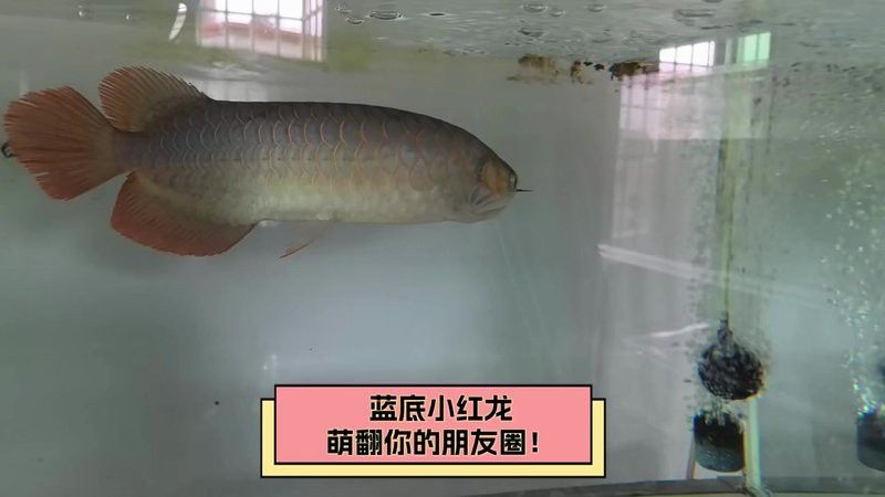 藍底紅龍魚的市場價格波動大嗎？