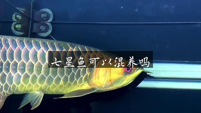 七星魚和雷龍魚哪個(gè)更適合混養(yǎng)？