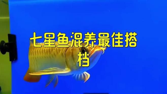 七星魚和雷龍魚哪個更適合混養(yǎng)？