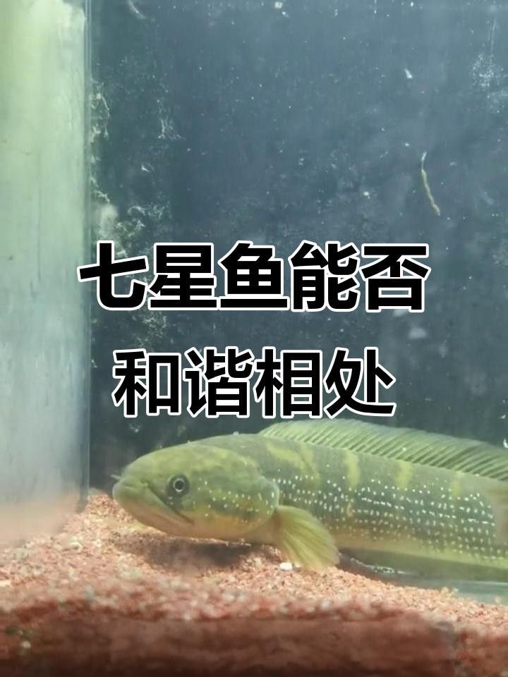 七星魚和雷龍魚哪個(gè)更適合混養(yǎng)？