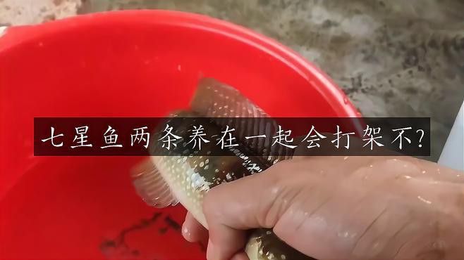 七星魚和雷龍魚哪個(gè)更適合混養(yǎng)？