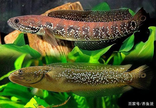七星魚和雷龍魚哪個更適合混養(yǎng)？