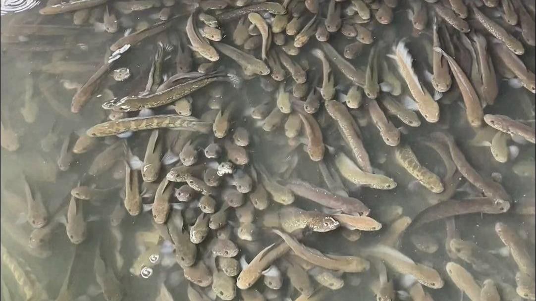 七星魚和雷龍魚哪個更適合混養(yǎng)？